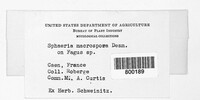 Asteromassaria macrospora image